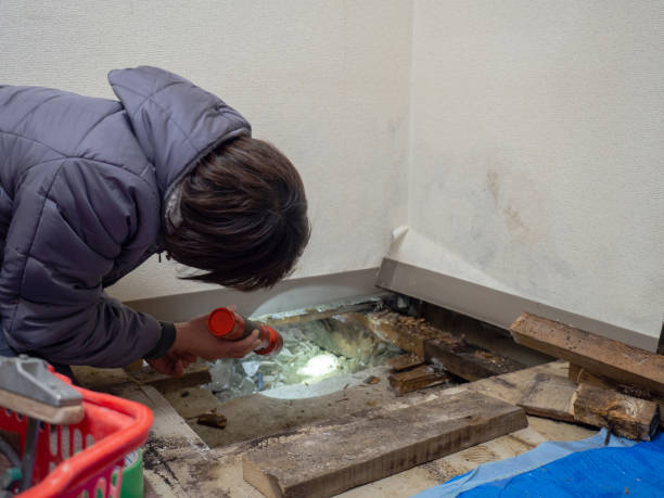 Best Emergency Mold Remediation  in Woodville, MS
