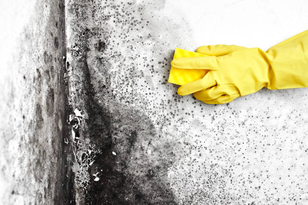 Mold Odor Removal Services in Woodville, MS