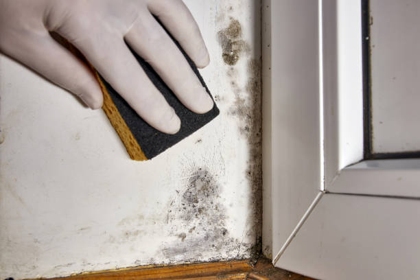 Best Mold Odor Removal Services  in Woodville, MS